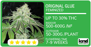 The Ultimate Guide to Cannabis Seeds NY Your Path to Quality Genetics The Ultimate Guide to Cannabis Seeds NY Your Path to Quality Genetics